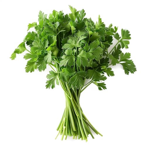 500 Flat Parsley Seeds - SemiSauvage Permaculture
