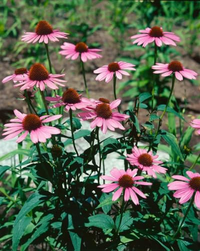 Echinacea purpurea 'Vintage Wine' ca. 11x11 cm Topf - Purpur-Sonnenhut, weinrote Blüten, Blütezeit Juli-September, bienenfreundlich, pflegeleicht