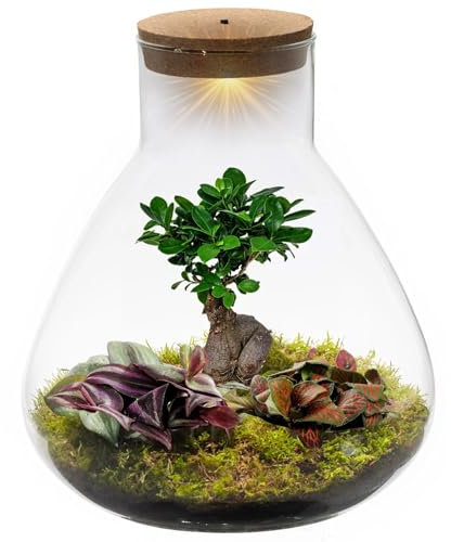 vdvelde.com - Bonsai terrarium Pyramide - Bonsai und Minipflanzen - Ø 30cm ↥ 32cm - Batteriebetriebene Beleuchtung