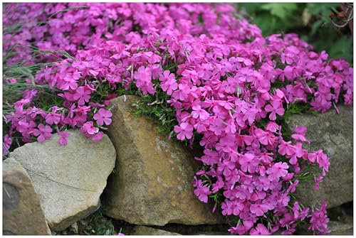 3 x Phlox subulata 'McDaniel's Cushion' (Winterhart/Staude/Bodendecker/Mehrjährig/Stauden/Immergrün) Violetter Polster-Phlox - Farbintensiver Bodendecker mit Eleganz. - Trittfest - von Stauden Gänge