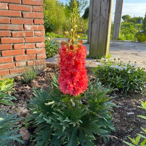 semi resistenti di delphinium, giardino roccioso resistenti di delphinium vecchie varietà, decorazione soggiorno di perenni 220pcs