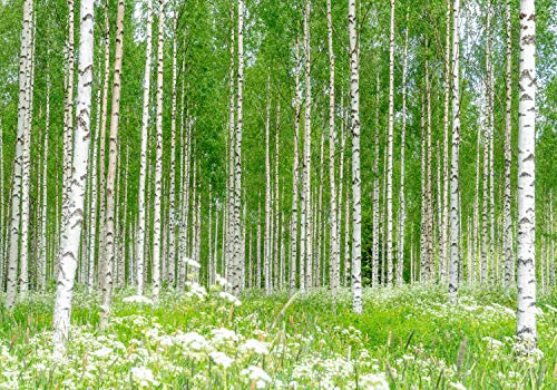 wandmotiv24 Fototapete Birkenwald Blumen Wiese, 200 x 140cm - selbstklebende Strukturtapete, Wanddeko, Wandbild, Wandtapete, Gras Wald Birken Bäume M5840