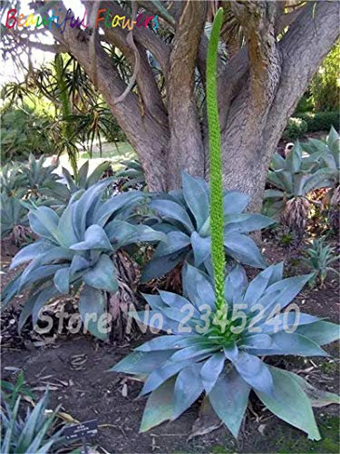 Bloom Green Co. 100 Stück/Sacchetto Semi di Aloe Cactus Agave, Piante Succulente Rare Bonsai Semi Agave-Americana Vaso Agave Piante per Il Giardino Domestico: 19
