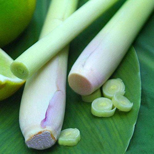 400 Lemon Grass Graines herbes comestibles Citronnelle Cuisine Graines de légumes usage médicinal