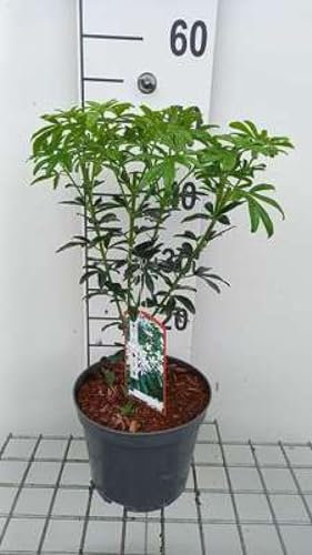 Choisya tern. 'Greenfingers'® - Oranger Du Mexique 25-30 cm en pot