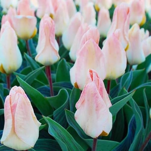 Niedrige Kleinwüchsige Tulpen Tulpenzwiebeln Onion Farbe Sorte zur Auswahl Knollen winterhart mehrjährig Tulpe (Greiga- Litte Girl - 5 Stk.)
