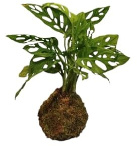 Monstera Monkey Mask en Kokedama – Planta Natural para Decoración y Jardinería – DECOALIVE