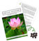 Lotus Samen winterhart (Nelumbo nucifera) - Indische Lotusblume Samen mit majestätischen Blüten zum selber ziehen für Aquarium, Teich & Garten