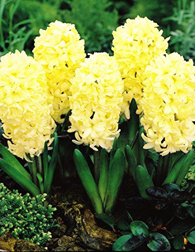 5 Hyazinthen City of Haarlem duftend, in gelb Blumenzwiebeln