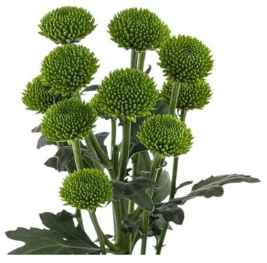 JARDIN202 - Margarita Crisantemo | Flor Natural | Crisantemo Boton Verde | Ramo de 5 tallos | 70cm de alto