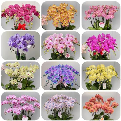 semillas de orquídeas phalaenopsis - orquídeas - jardín de rocas resistentes phalaenopsis de balcón resistentes, para balcón 200pcs