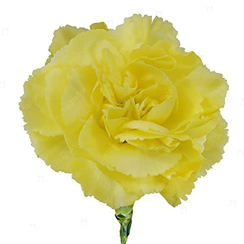 100 Carnation Chabaud Marie Yellow Seeds - Dianthus Caryophyllus - 100 Seeds