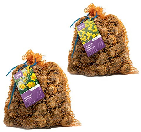 10kg Mixed Variety Daffodil Bulbs 5kg & Yellow Trumpet Daffodil 5kg – Approx. 150 Bulbs of Mixed & Yellow Trumpet Narcissus – Plant in Gardens, Borders & Flowerbeds – Flower Bulbs by Jamieson Brothers