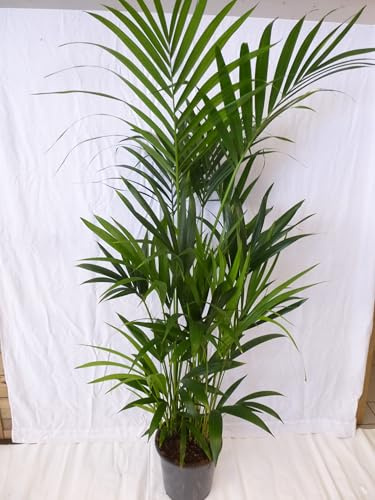 [Palmenlager] - XXL Howea forsteriana - Kentia Palme - 190 cm // Zimmerpflanze
