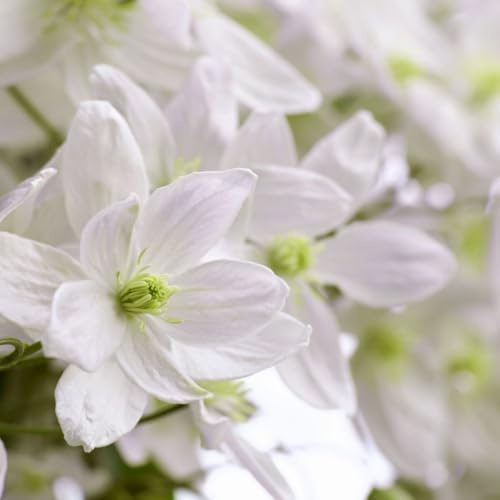 Clematis Montana 'Morning Yellow' - Primrose-Yellow Blooms - Hardy Shrub for Pergolas & Walls – 1x 3 Litre Potted Plant by Thompson & Morgan