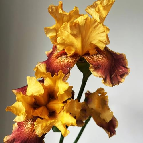 Semillas de iris - Iris tectorum - Semillas de perennes resistentes Las de jardín de rocas son resistentes 150pcs