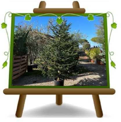 EURO PLANTS VIVAI Árbol de Navidad verdaderas plantas 100% italianas NORDMANNIANA Altura: 110~150 cm