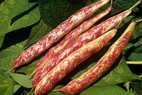 Pink Borlotto Bean Grow Your Own Vegetable Plants Garden Ready Pack of 3 10.5cm pots