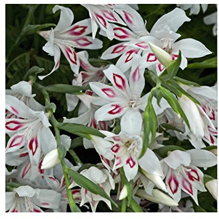 Oliwier's Bulbs 10x Gladioli Nanus Nymph Bulbs Spring Flowering Dwarf Gladiolus Multicoloured Garden Cut Flowers Autumn Planting Hardy Corms