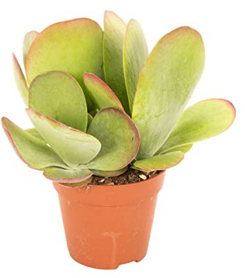 Kalanchoe Thyrsiflora | DECOALIVE | Planta Suculenta | Planta Crasa | Planta Natural