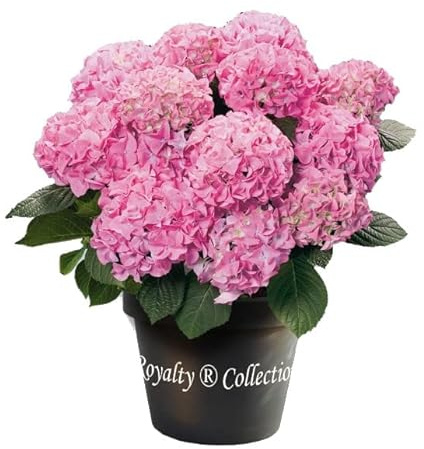 Hortensia Planta Natural de Grandes Flores Rosas