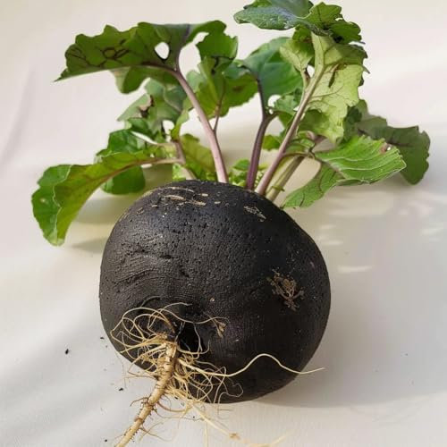 250 Black Radish Seeds Large Round Winter - SemiSauvage Permaculture