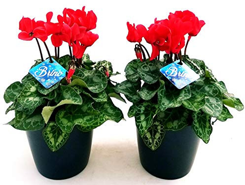 POWERS TO FLOWERS - CICLAMINO BRINO ROSSO 2 PIANTE, IN VASO CERAMICA NERO OPACO, piante vere