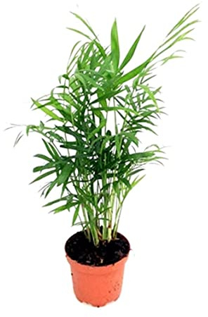 Mini Palmera de Salón DECOALIVE Chamaedorea Elegans Planta de Interior Natural