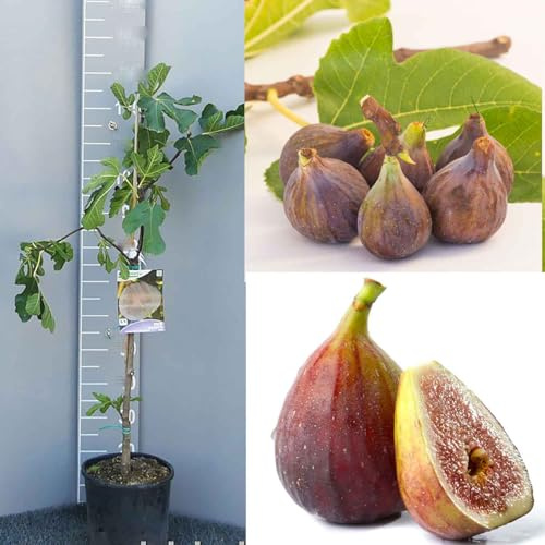 SAVINI VIVAI Pianta di Fico Turca Piante da Frutto Albero in vaso 22-24 cm 2-3 Anni Altezza 130-150 cm Made in Italy