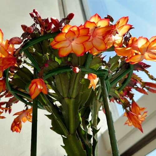 Cactus di Natale per balcone decorativo l' resistenti esterno in 250semi