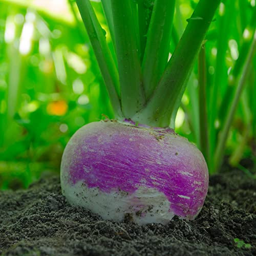 Welldales 50 Turnip Seeds Italian Giant Milan Purple Top UK Root Vegetables to Grow