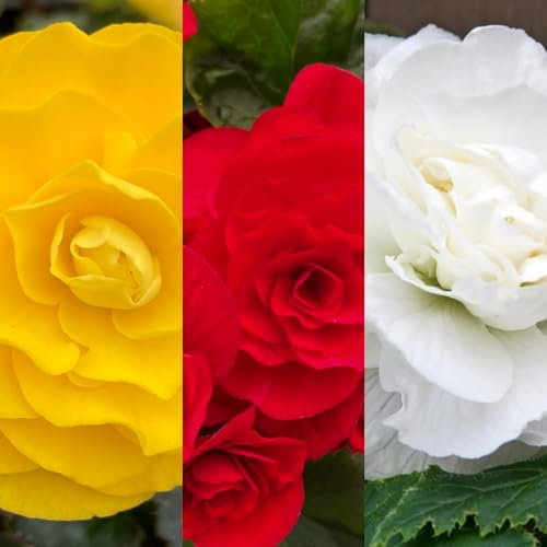 Carbeth Plants - 5 x Begonia Double Traditional Mix Summer Tubers - Large Headed Flowering Perennial Bulb Corms - Garden Bulbs for Planting Outdoors - Grow in Beds, Borders and Patio Pots