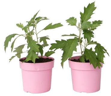 Plant in a Box - Ortensia - 2 Pezzi - Hydrangea 'Ice Crystal' - Altezza 25-40cm - ⌀19cm