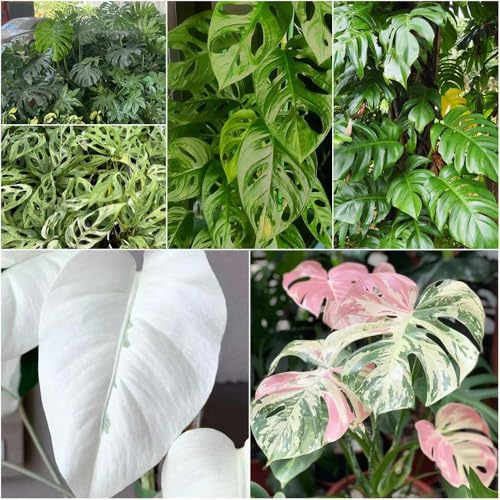 semillas de monstera seto Monstera deliciosa trepadoras resistentes de invernadero jardín interior, jardín 200pcs