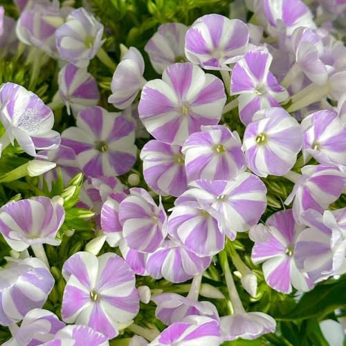 semi di phlox d'appartamento esotiche raro giardino roccioso in vaso per l'arredamento dell'ufficio tappezzanti balcone con resistenti 420pcs