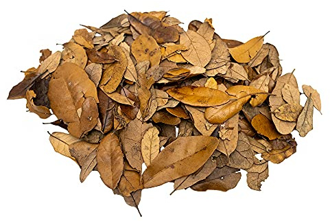 XYZReptiles Premium Live Oak Leaf Litter Isopod Substrate Terrarium Bedding (1 Gallon)