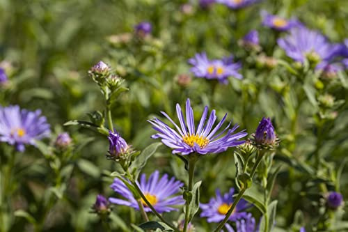 Aster amellus 'Sternkugel' 9x9 cm Topf – Winterhart, Mehrjährig, Pflegeleicht – Berg-Aster – Staude für Beet & Rabatte