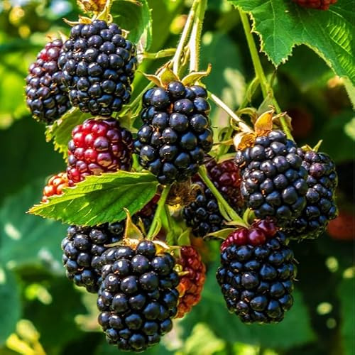 Thornless BlackBerry Plant Live 3 to 4 Feet Tall, Sweet BlackBerry Tree Live Plant, Blackberries Fruit Plant, No Ship to CA