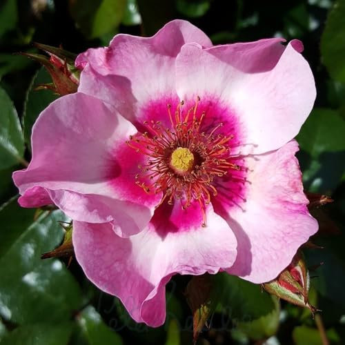 Peter Beales Roses Bright As A Button Bush Rose, Deep Pink/Lilac, Single Blooms, Award-Winning Floribunda