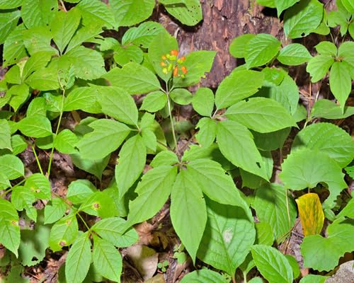 100 graines de ginseng vert frais