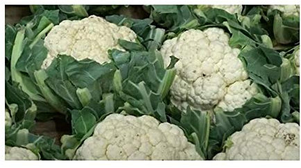 Pcs - 35x Goodman Bio (Brassique) Chou-Fleur Légumes Jardin Plantes - Graines SV23 - Seeds & Plants Shop by Ipsa