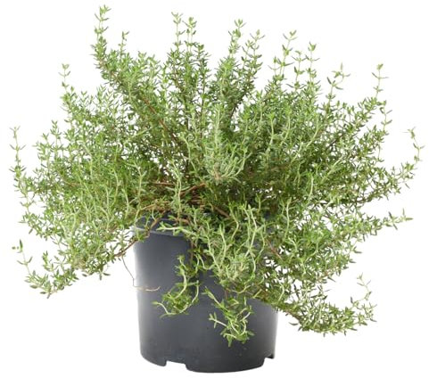 Verdecora Tomillo Ecológico en maceta Ø13cm | Thymus vulgaris | Planta Aromática Natural y Ecológica | Ideal para Cocinar y Decorar