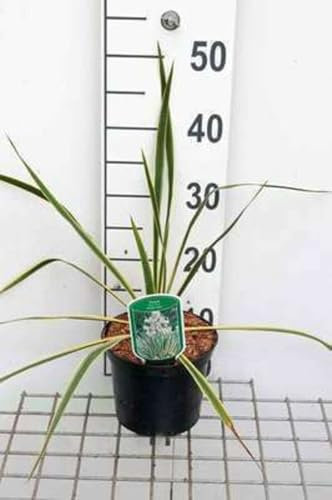 Yucca fil. 'Bright Edge' - Palmlilie Bright Edge 30-40 cm - Container