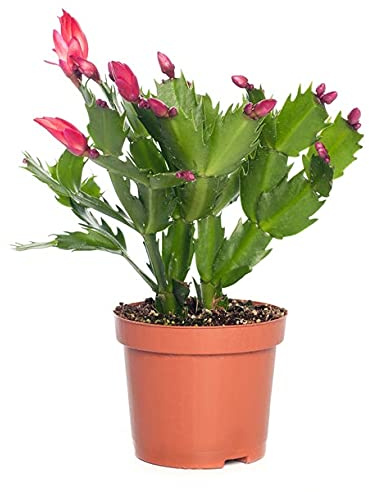 DECOALIVE Cactus de Navidad Planta Natural de Interior con Flores de Colores, 8436601571601