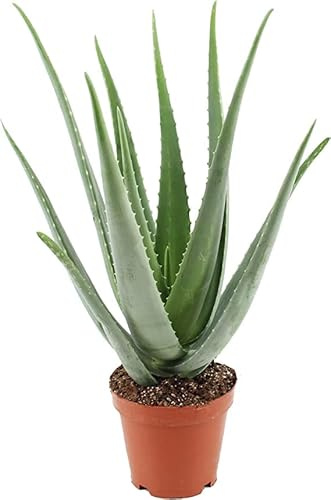 Aloe Vera Natural Planta Suculenta Resisitente a Altas Temperaturas