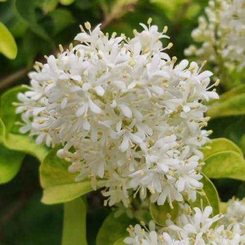 semi di ligustro sempreverde - decorazione giardino esterni soggiorno balcone rialzato 220pcs