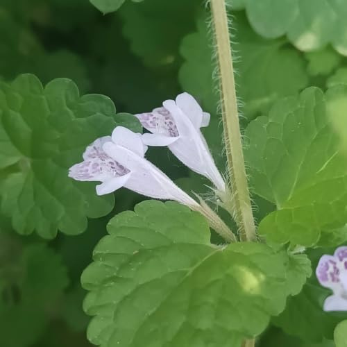 semi biologici di edera terrestre - selvatiche perenni rari aiuole rialzate balcone giardino 75pcs