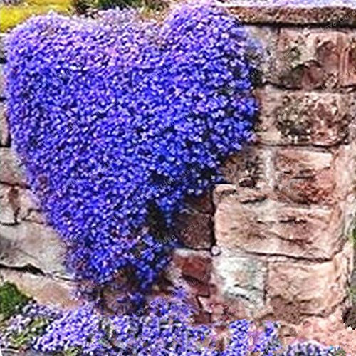 100 Creeping Thyme Seeds Flower Seeds Rock CRESS Ground Cover Seeds Carpet Evergreen Plant Easy to Grow for Garden Lawn 3