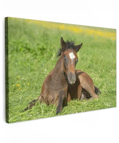 MuchoWow© Leinwand Bilder, Einzigartige Wanddeko mit Rahmen, Pferde | 60x40 cm - Licht - Gras, Wandbilder Wohnzimmer, Deko Schlafzimmer