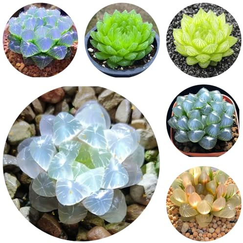semillas suculentas - jardín decorativas perennes resistentes exóticas 100pcs